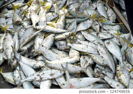 Freshly caught fish at Puri Sea beach fish market Freshly caught fish at Puri Sea beach fish market 124748656