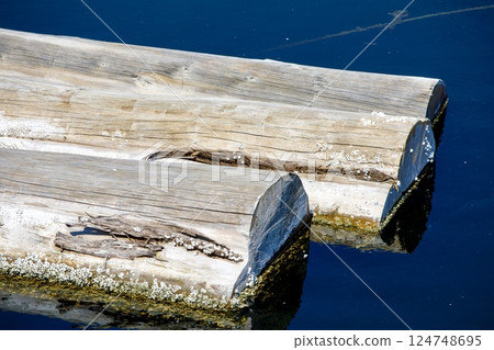 Floating logs in a lumber yard 124748695