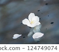 Cherry petals 124749074