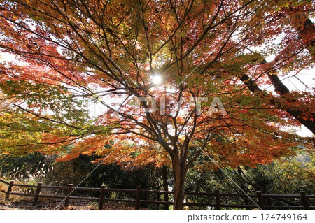 Maple leaves which turned red leaves 124749164