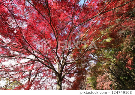 鮮紅的秋葉 鮮紅的秋葉 124749168