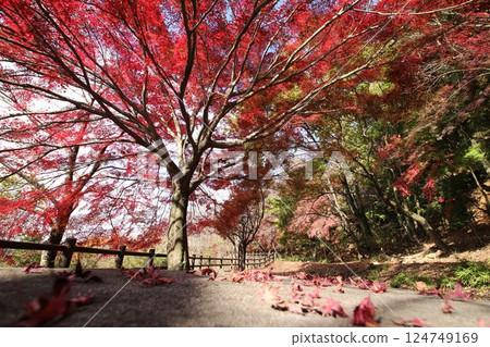 Walk under autumn leaves 124749169