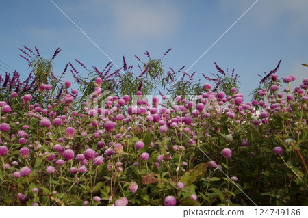 在蔚藍的天空中閃耀的紫色花朵 在蔚藍的天空中閃耀的紫色花朵 124749186