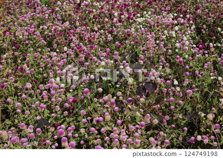 Purple and white flowers Purple and white flowers 124749198