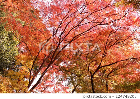 Autumn leaves dyed in autumn colors Autumn leaves dyed in autumn colors 124749205