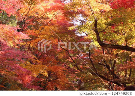 改變葉子的Momiji 改變葉子的Momiji 124749208