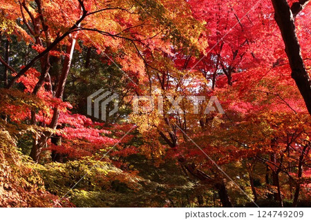 黃色和紅色的秋葉 黃色和紅色的秋葉 124749209