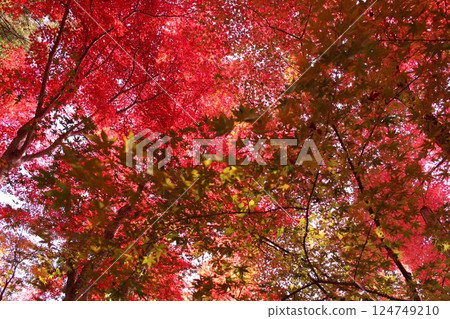 秋天的紅葉 124749210