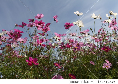 Cosmos cosmos shining in the autumn sky Cosmos cosmos shining in the autumn sky 124749236
