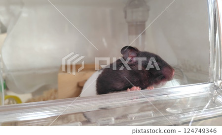 倉鼠向外看 倉鼠向外看 124749346