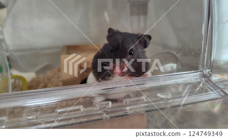 倉鼠向外看 倉鼠向外看 124749349