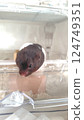 Hamster looking outside 124749351