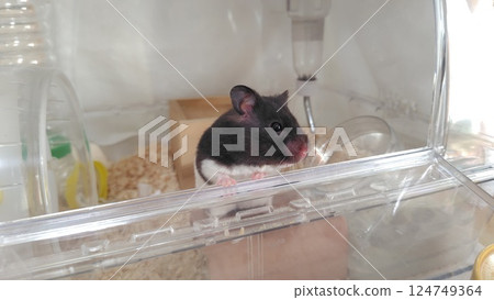 Hamster looking outside 124749364
