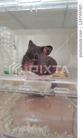 Hamster looking outside 124749365