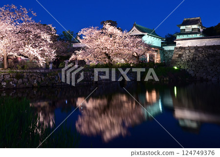 Fukuoka City Fukuoka Castle Night Cherry Blossoms 124749376