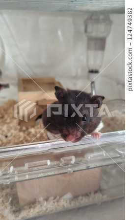 Hamster looking outside Hamster looking outside 124749382