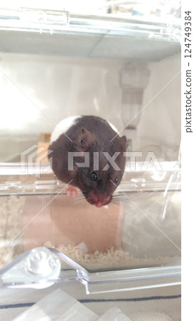 倉鼠向外看 124749384