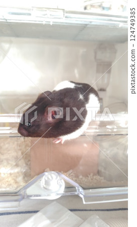 倉鼠向外看 倉鼠向外看 124749385