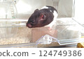 Hamster looking outside 124749386