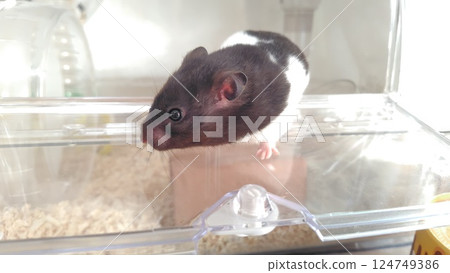 倉鼠向外看 倉鼠向外看 124749386