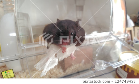 倉鼠玩紙巾 倉鼠玩紙巾 124749455