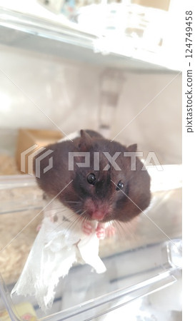 Hamster playing with tissue 124749458