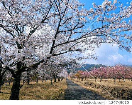 Minamiaso Sakura Park (Aspecta) (Kumamoto Prefecture) Minamiaso Sakura Park (Aspecta) (Kumamoto Prefecture) 124749610