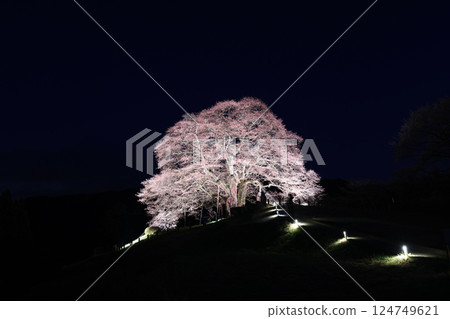 櫻花大吾 8987 124749621