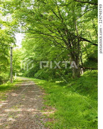 Abandoned railway line Abandoned railway line 124749749