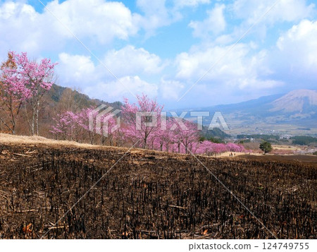 Minamiaso Sakura Park (Aspecta) Pink Yokou Sakura (Kumamoto Prefecture) Minamiaso Sakura Park (Aspecta) Pink Yokou Sakura (Kumamoto Prefecture) 124749755