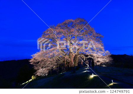 Daigo Sakura 8941 124749791