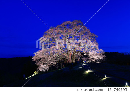 Daigo Sakura 8950 124749795