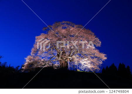 醍醐櫻花 8965 醍醐櫻花 8965 124749804