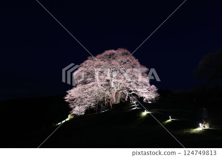 醍醐櫻花 8983 124749813