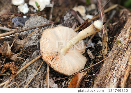 Underside of the cap of the Urabenitake mushroom, its folds and stalk (close-up with strobe in natural environment + macro) Underside of the cap of the Urabenitake mushroom, its folds and stalk (close-up with strobe in natural environment + macro) 124749830