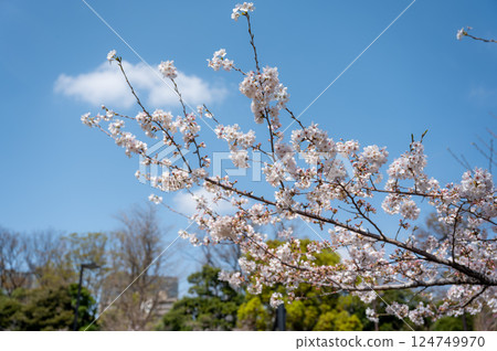 東京千代田區九段千鳥淵櫻花盛開 124749970