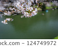 東京千代田區九段千鳥淵櫻花盛開 124749972