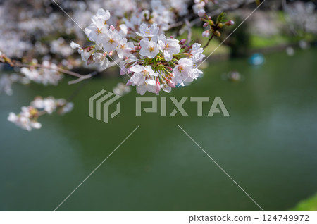 東京千代田區九段千鳥淵櫻花盛開 124749972