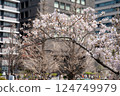 東京千代田區九段千鳥淵櫻花盛開 124749979
