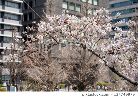 東京千代田區九段千鳥淵櫻花盛開 124749979