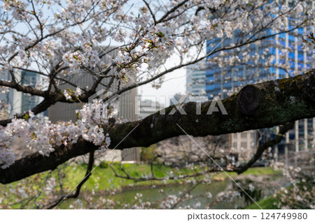 東京千代田區九段千鳥淵櫻花盛開 124749980