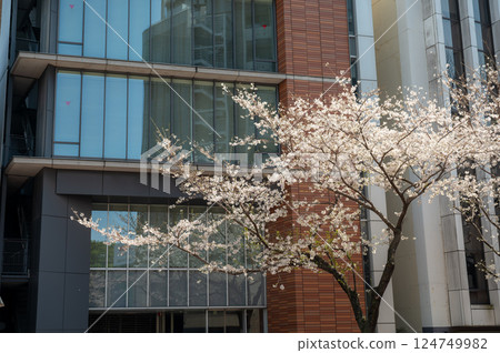 東京都千代田區九段町櫻花盛開 124749982