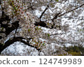 東京北區王子町櫻花盛開 124749989