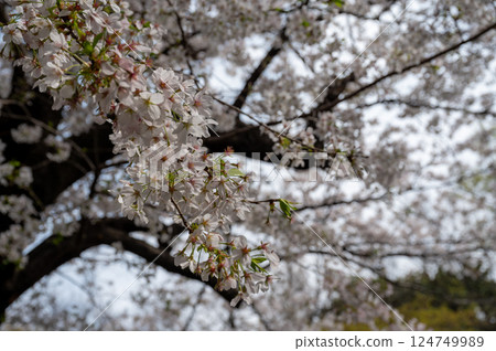 東京北區王子町櫻花盛開 124749989