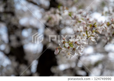 東京北區王子町櫻花盛開 124749990