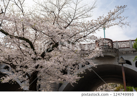 東京北區王子町櫻花盛開 124749993