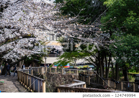 東京北區王子町櫻花盛開 124749994