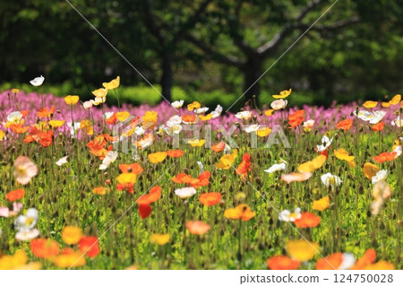 冰島罌粟 1520 124750028