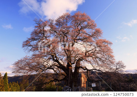 醍醐櫻花 8872 124750073