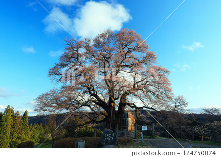 Daigo Sakura 8874 124750074